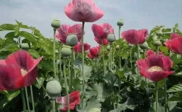 說明: 圖片